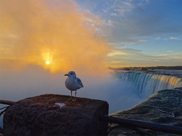 George Lundstrom took this photo the morning of Sept. 25 looking east across the Canadian Horseshoe Falls at Niagara Falls in Canada. To enter the weekly photo contest, submit up to two photos with captions that you took by Thursday each week. Send them to colleen.harrison@albertleatribune.com, mail them in or drop off a print at the Tribune office. The winner is printed in the Albert Lea Tribune and AlbertLeaTribune.com each Sunday. If you have questions, call Colleen Harrison at 379-3436. — Provided