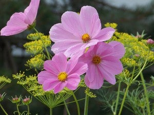 Cosmos covered with dew sway in the breeze while dill grows behind them. – Carol Hegel Lang/Albert Lea Tribune