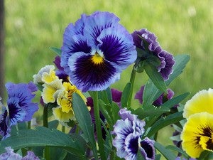 Lang said pansies make her heart want to shout out for joy that spring is just a few months away while she looks through the seed catalogs making her “wish list” for 2015. – Carol Hegel Lang/Albert Lea Tribune