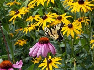 A tiger swallowtail butterfly sips nectar on a coneflower and rudbeckia are in the background. Both plants attract butterflies. - Carol Hegel Lang/Albert Lea Tribune