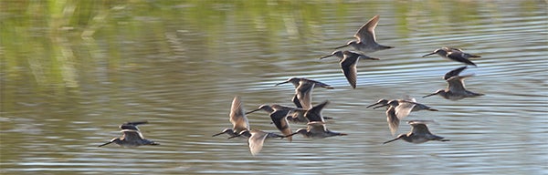 Gunnar Berg took this photo of a long-billed dowitcher flyby in February 2014 at the Santa Ana National Wildlife Refuge in Alamo, Texas. To enter the weekly photo contest, submit up to two photos with captions that you took by Thursday each week. Send them to colleen.harrison@albertleatribune.com, mail them in or drop off a print at the Tribune office. The winner is printed in the Albert Lea Tribune and AlbertLeaTribune.com each Sunday. If you have questions, call Colleen Harrison at 379-3436. — Provided