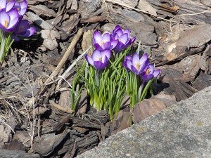 Crocuses bloom in the early spring gardens, a harbinger of the spring that will follow. - Carol Hegel Lang/Albert Lea Tribune