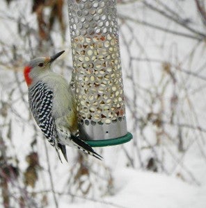 A red-bellied woodpecker investigates a bird feeder. - Al Batt/Albert Lea Tribune