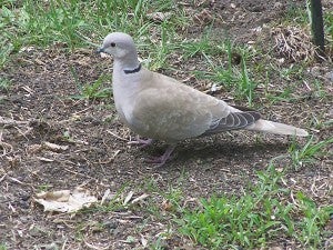 A Eurasian collared-dove. Al Batt/Albert Lea Tribune