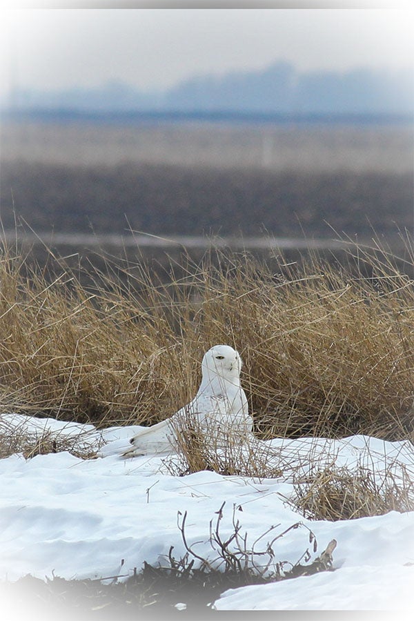Kristin M. Larson took this photo of a snowy owl April 6, 2014, in Dodge County. To enter the weekly photo contest, submit up to two photos with captions that you took by Thursday each week. Send them to colleen.harrison@albertleatribune.com, mail them in or drop off a print at the Tribune office. The winner is printed in the Albert Lea Tribune and AlbertLeaTribune.com each Sunday. If you have questions, call Colleen Harrison at 379-3436. — Provided