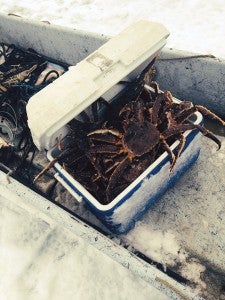 Pictured here is a cooler full of Alaskan King Crab that former Twin Lakes resident Lynn Johnson trapped this winter on the Bering Sea. Provided