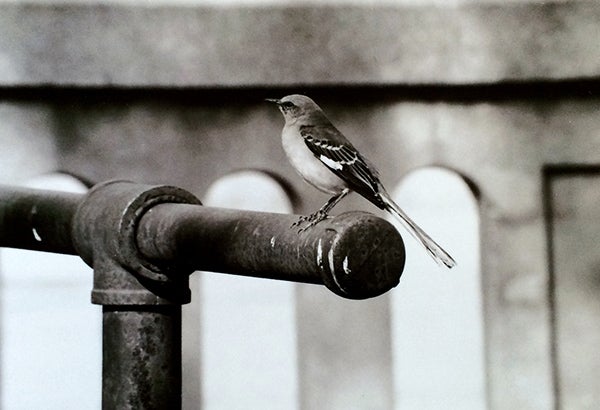 A photo of a mockingbird by Bryce Gaudian of Hayward. - Provided