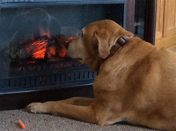 Anita Majerus' almost 10 year-old lab, Alli, hopes for all the heat she can get from the Majerus' electric fireplace. To enter the weekly photo contest, submit up to two photos with captions that you took by Thursday each week. Send them to colleen.harrison@albertleatribune.com, mail them in or drop off a print at the Tribune office. The winner is printed in the Albert Lea Tribune and AlbertLeaTribune.com each Sunday. If you have questions, call Colleen Harrison at 379-3436. — Provided
