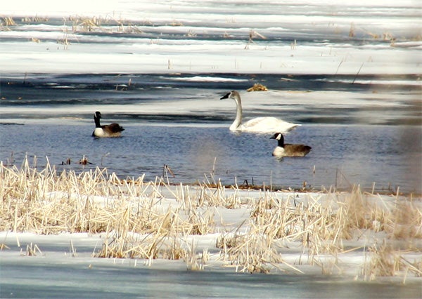 Kathy Sheehan took this photo that she entitled "Signs of Spring." She said she saw trumpeter swans  on Silver Lake near Emmons along with many geese, and she also saw a bald eagle in a nest. To enter the weekly photo contest, submit up to two photos with captions that you took by Thursday each week. Send them to colleen.harrison@albertleatribune.com, mail them in or drop off a print at the Tribune office. The winner is printed in the Albert Lea Tribune and AlbertLeaTribune.com each Sunday. If you have questions, call Colleen Harrison at 379-3436. — Provided