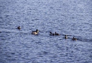Ducks swim on Fountain Lake this morning after the last of the ice melted Wednesday night. -Sarah Stultz/Albert Lea Tribune
