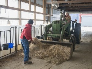 John and Jack Miller work together to bed the calves on their farm. - Colleen Harrison/Albert Lea Tribune