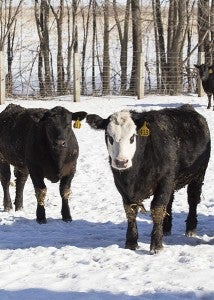 The Yosts typically get their cattle in November and then usually take them to market in Conger sometime in the summer. - Colleen Harrison/Albert Lea Tribune