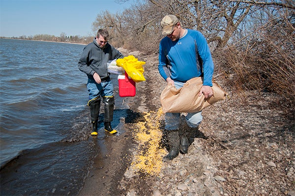 Bill Schuna, left, looks for bird fecal samples along the shore of Ocheda Lake as Kent Schaap spreads corn feed to bait migratory birds. The site yielded no fecal samples for the two DNR workers on Tuesday, but another site yielded the most fecal samples thus far in Nobles County.  Jackson Forderer/MPR News