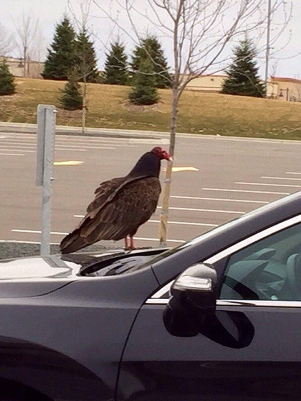 Turkey vultures may be the sanitation crew of our roadways but the vulture featured in this photo taken by Mancel Mitchell was likely nibbling on windshield wiper blades or window seals. -Provided