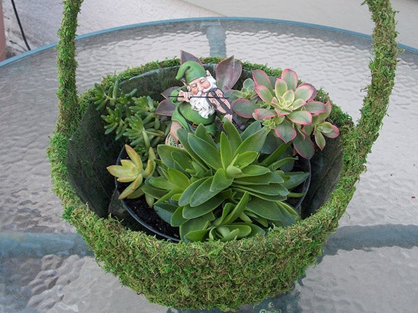 A moss basket filled with sedums is home to a cute little musician who is playing sweet songs to the flowers to make them more beautiful. - Carol Hegel Lang/Albert Lea Tribune