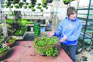 Gretchen Boldt explains how a hanging flower basket is assembled in one of Hilltop Greenhouse’s greenhouse. - Eric Johnson/Albert Lea Tribune