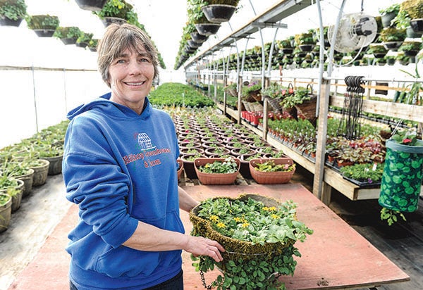 Gretchen Boldt, owner of Hilltop Greenhouse, is in charge of making Albert Lea and Austin’s flower baskets that decorate the downtown of each community. - Eric Johnson/Albert Lea Tribune