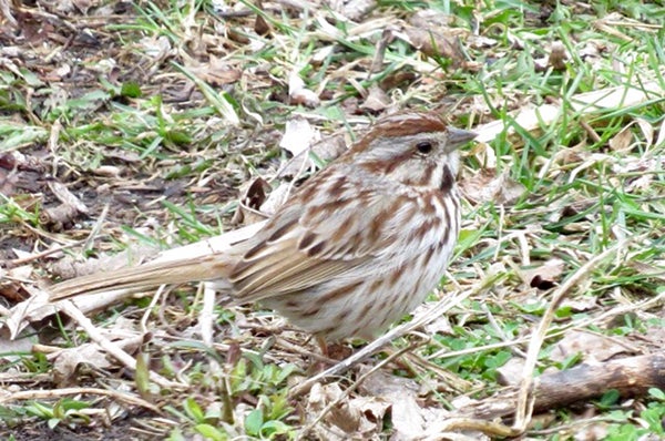 Sunflower seeds, peanuts, suet, white millet, safflower seeds and nyjer are excellent choices for those wishing to feed song birds like the Song sparrow pictured above. - Al Batt/Albert Lea Tribune