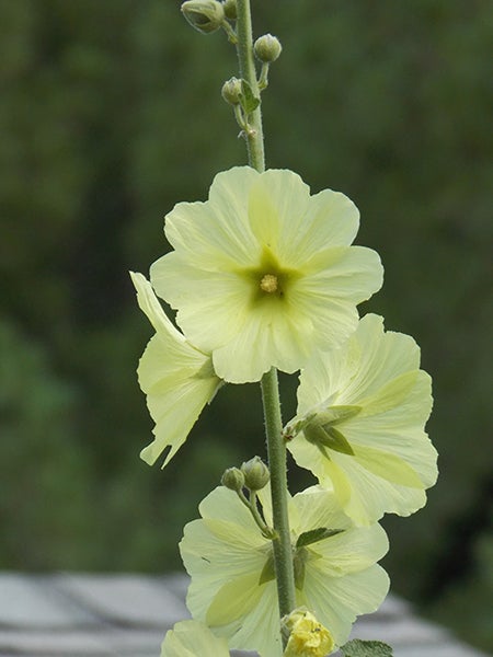 Yellow hollyhocks grow throughout my cottage gardens. Every year I am surprised at just where they will turn up. - Carol Hegel Lang/Albert Lea Tribune