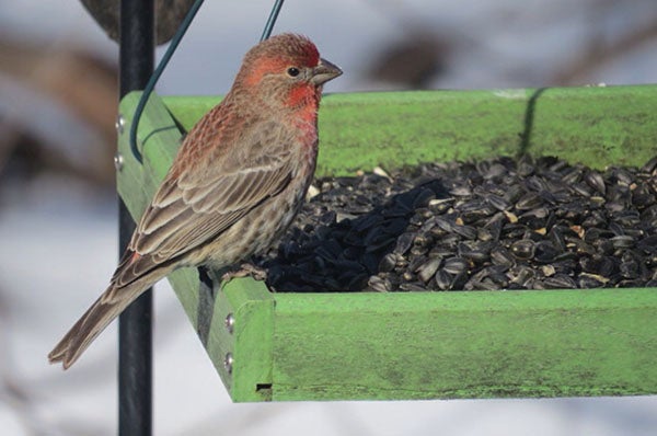 A house finch enjoys a meal provided by an outdoor feeder. - Al Batt/Albert Lea tribune