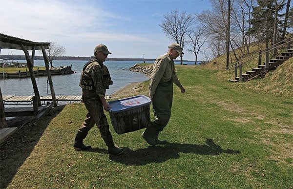 Every year around ice out, the Leech Lake Band of Ojibwe and the DNR hire Jim Carlson and Dave Kuehn to set up on Pelican Island for a few weeks and kill about 1,000 cormorants. On April 30, 2015,  they returned to shore 145 pounds of cormorants stacked in tubs. — John Enger/MPR News