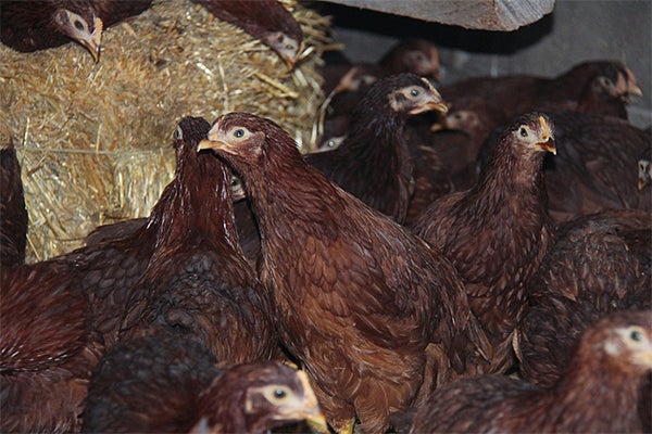 Chickens at Jared Krieger's farm outside of Kerkhoven on May 6. — Mark Zdechlik/MPR News