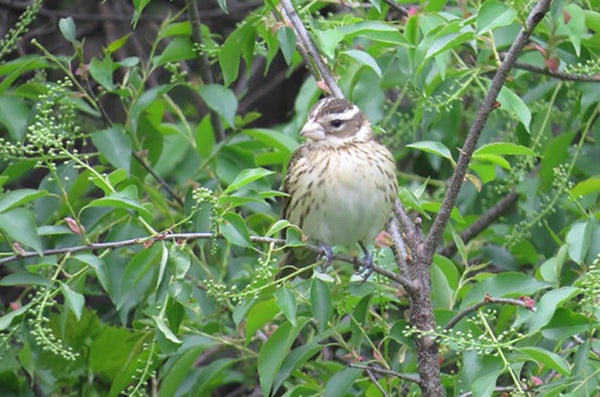 A female rose-breasted grosbeak perches on a branch. - Al Batt/Albert Lea tribune