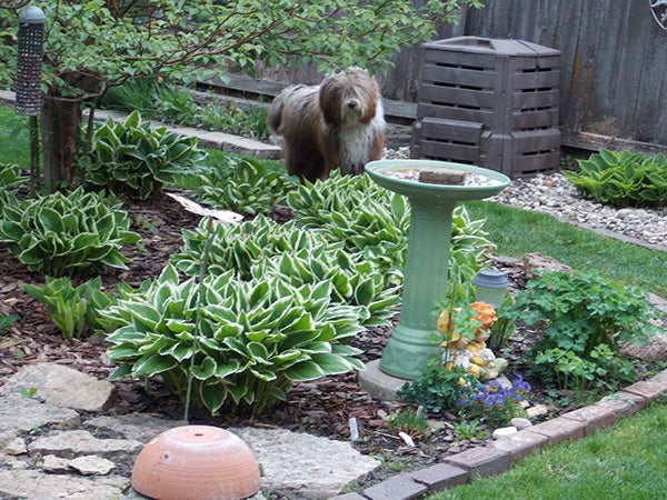 Roosevelt off to the side of the oval garden where the hostas are planted. Along the gray fence are the elevated gardens that he likes to visit. - Carol Hagel Lang/Albert Lea Tribune