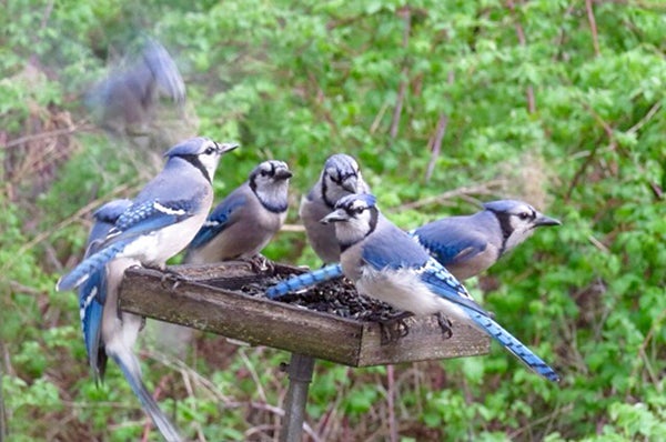 Blue jays scour a birdfeeder wondering where the peanuts went. - Al Batt/Albert Lea tribune