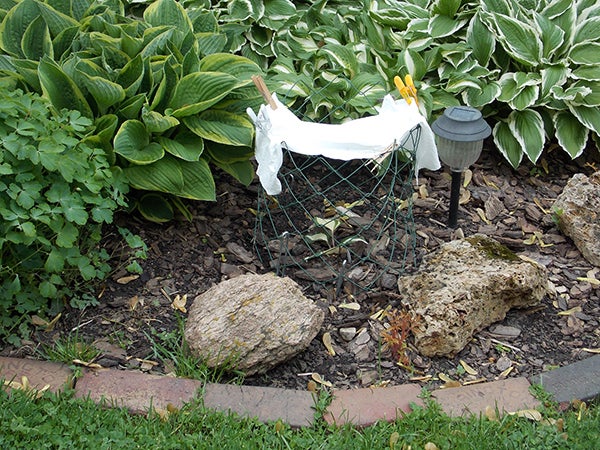 Sometimes it is necessary to take extra steps to protect plants in the garden such as this tent made to protect a newly planted hosta from the sun while it settles into its new location. - Carol Hegel Lang/Albert Lea Tribune 