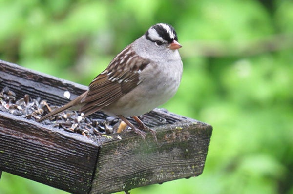 A white-crowned sparrow wears the crown well. - Al Batt/Albert Lea tribune