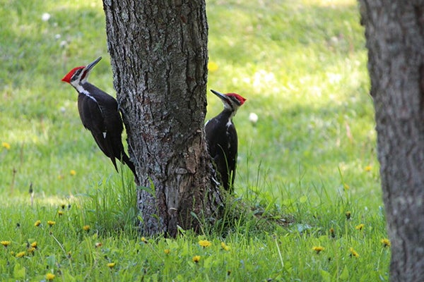 Kent Gernander of Rushford took this picture of two pileated woodpeckers. The male has a red mustache, however, the female’s is black. -Provided