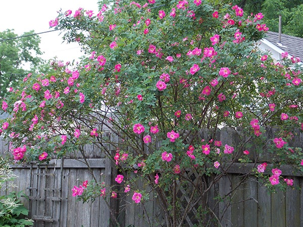 William Baffin climbing rose is spectacular when in bloom in June. Even though this plant is a climber, the canes are very thick so it can stand alone. - Carol Hegel Lang/Albert Lea Tribune