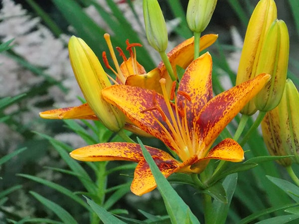 The colorful Asiatic lily adds lots of color to the early summer gardens as the rest of the lilies begin to bloom. - Carol Hegel Lang/Albert Lea Tribune