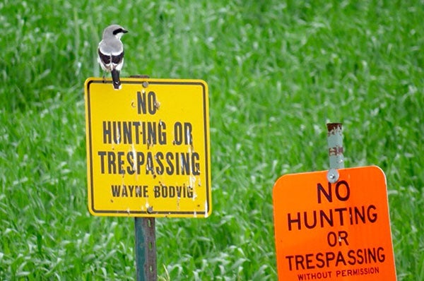 A loggerhead shrike is both hunting and trespassing. - Al Batt/Albert Lea tribune
