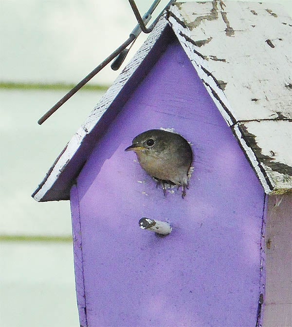 Ruth Olson of Albert Lea took this photo of a wren in her wren house. She named the photo “Hello, World." To enter the weekly photo contest, submit up to two photos with captions that you took by Thursday each week. Send them to colleen.harrison@albertleatribune.com, mail them in or drop off a print at the Tribune office. The winner is printed in the Albert Lea Tribune and albertleatribune.com each Sunday. If you have questions, call Colleen Harrison at 379-3436. — Provided