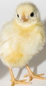 0703.chick