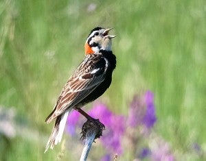 Erik Bruhnke of Duluth snapped this photo of a chestnut-collared longspur chirping into the wind. - Provided