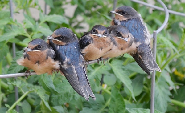 Dick Rierson took this photo of baby swallows waiting to be fed. To enter the weekly photo contest, submit up to two photos with captions that you took by Thursday each week. Send them to colleen.harrison@albertleatribune.com, mail them in or drop off a print at the Tribune office. The winner is printed in the Albert Lea Tribune and albertleatribune.com each Sunday. If you have questions, call Colleen Harrison at 379-3436. — Provided