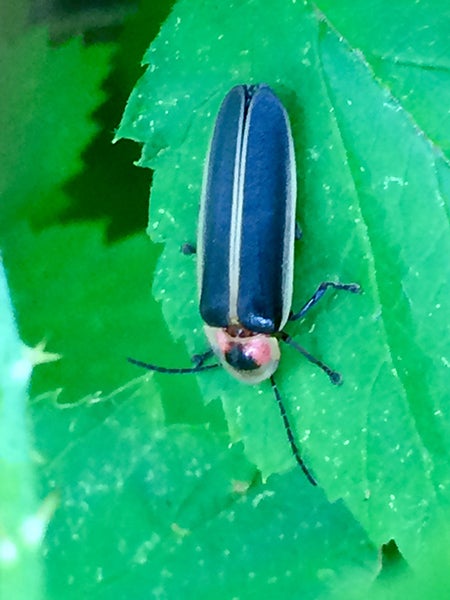 A firefly rests on a leaf. Al Batt/Albert Lea tribune