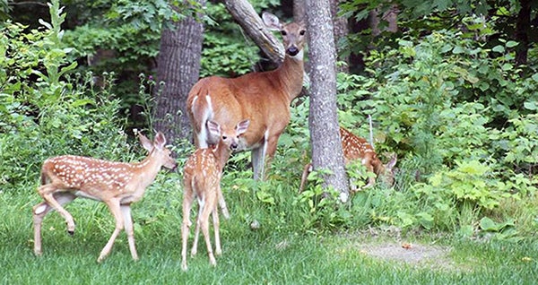 A mild winter has been beneficial to white-tailed fawn populations. - Provided