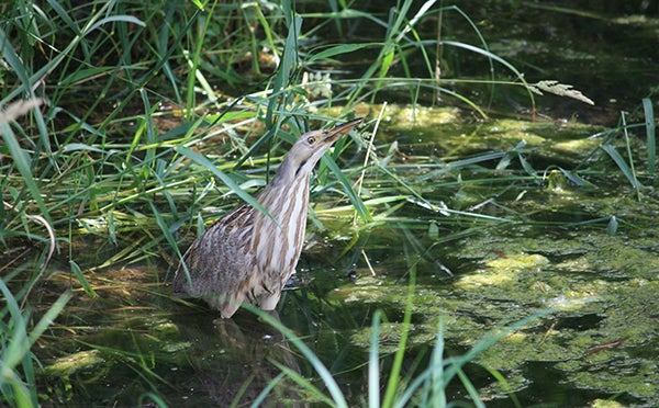 Kent Gernander of Rushford took this picture of an American bittern, also known as the “slough pump.” -Provided