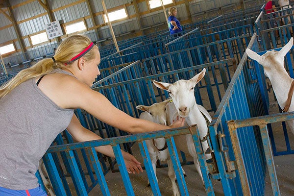 Liana Schallock pets a goat at the Freeborn County Fairgrounds Monday while exhibitors were setting up for the Freeborn County Fair’s opening day today. -Madeline Funk/Albert Lea Tribune