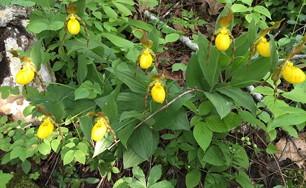 Yellow moccasin flowers by Kent Gernander of Rushford. - Provided