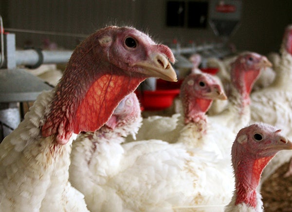 A flock of turkeys at a Minnesota poultry farm in 2012, before the bird flu epidemic hit the Midwest. -Bethany Hahn via AP 2012