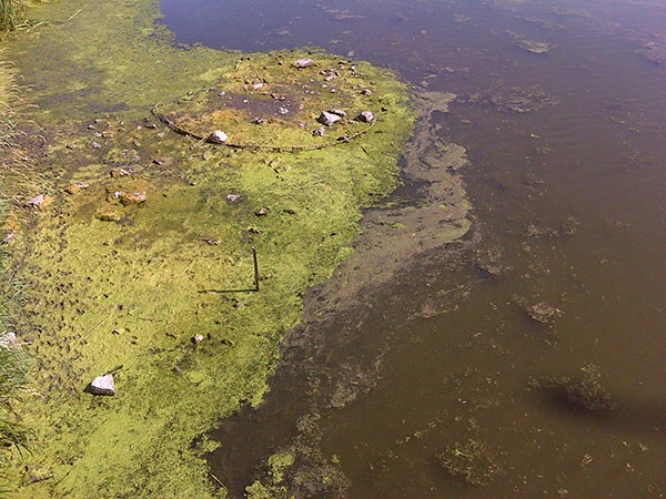 Algae in the Shell Rock River near Gordonsville. -Provided
