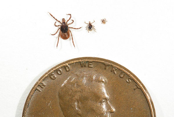The three stages of the blacklegged tick — an adult female, a nymph and larvae — were compared to a penny at a lab at the University of Minnesota. The blacklegged tick is commonly called a deer tick. - Jeffrey Thompson/MPR News