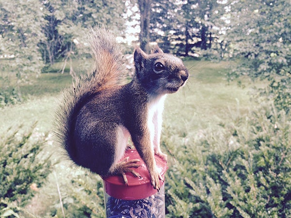 A red squirrel perches on a bird feeder. - Al Batt/Albert Lea tribune