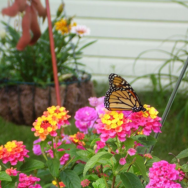Ruth Olson of Albert Lea took this photo of a monarch butterfly on a lucky lantana plant in her garden. She said the multicolored plant is called a sunrise rose and is known to attract butterflies. To enter the weekly photo contest, submit up to two photos with captions that you took by Thursday each week. Send them to colleen.harrison@albertleatribune.com, mail them in or drop off a print at the Tribune office. The winner is printed in the Albert Lea Tribune and albertleatribune.com each Sunday. If you have questions, call Colleen Harrison at 379-3436. — Provided