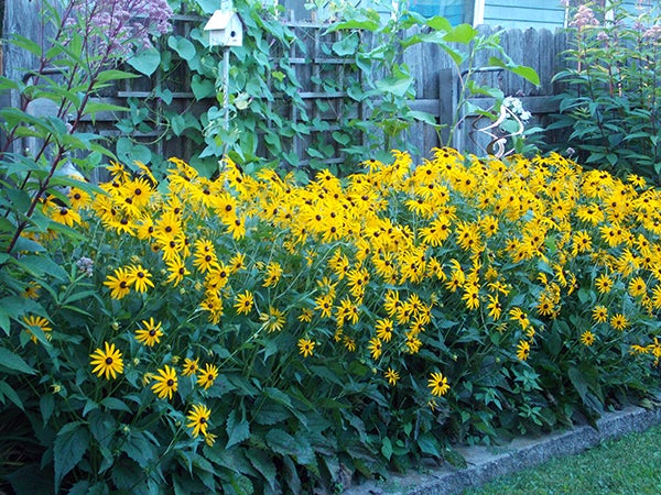 Yellow rudbeckias flanked by Joe-pye weed with morning glories clambering up the trellis all help to add color to the August gardens. - Carol Hegel Lang/Albert Lea Tribune